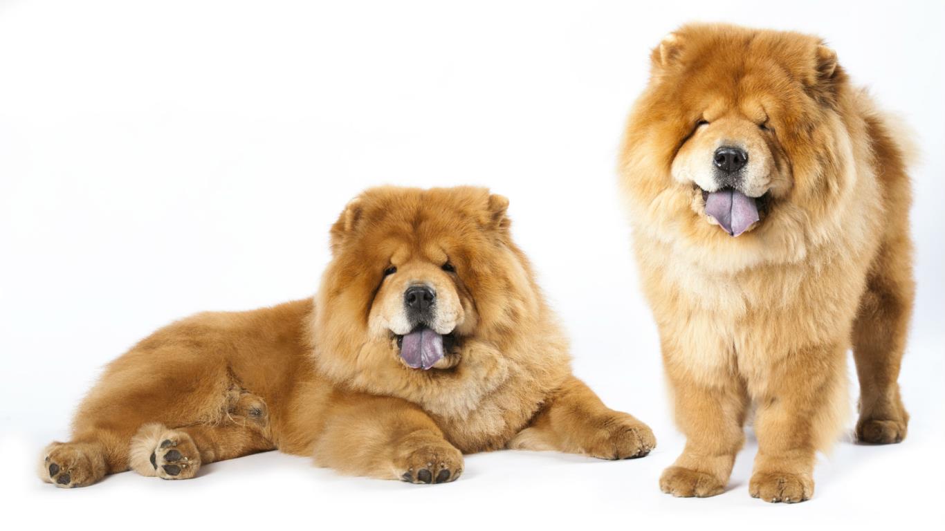 Chow Chow: Up to $11,000 (£8.3k)